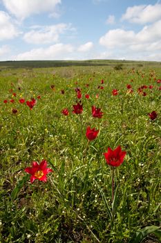 Wild tulips on the hill