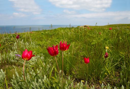 Wild tulips flowering at the meadow on the seaside