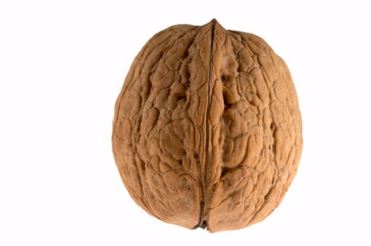 Walnut standing vertically isolated on the white background