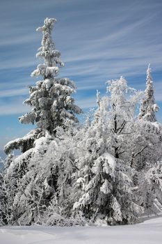 Group of trees covered in ice and snow and blue sky with fleecy clouds above