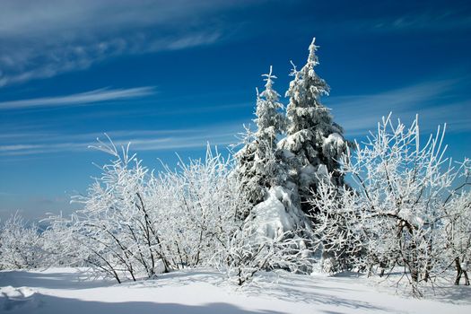 snow covered trees and blue sky with clouds