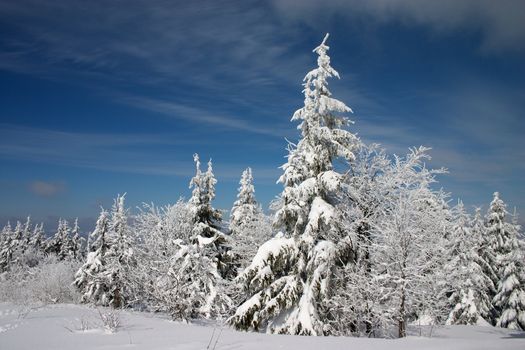 Snowy firs and blue cloudy sky