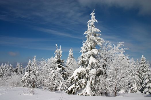 Snowy trees in the winter mountains