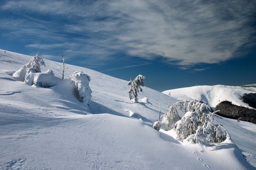 snow covered fir trees in winter mountains
