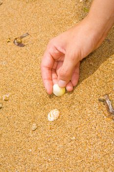 Hand picking up the sea shells in sand.