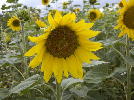 Sunflower - grown on a field