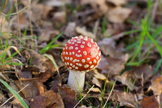 beautiful red and white little toadstool