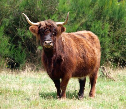 Red Highland Cow on a Hillside