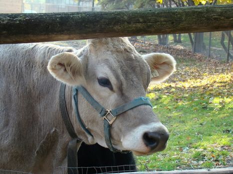 cow peeping through fence