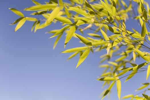 Bamboo leaves over a blue sky