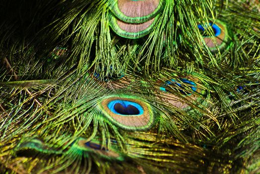 Bright colorful peacock feather 