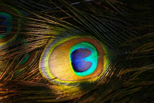 Bright colorful peacock feather 