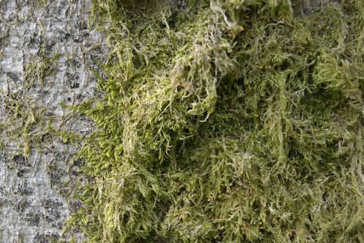 interesting structured moss covering a tree trunk