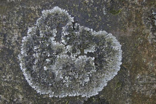 closeup of lichen growing on a rock