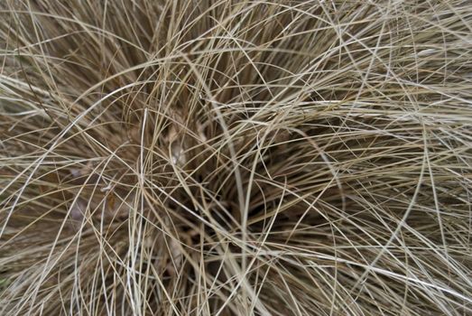 closeup of brown ornamental grass in a garden