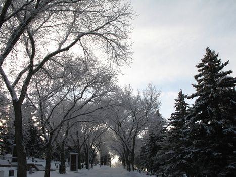 path through a cemetery