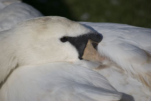 swan resting its head on its back