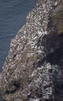 lots of birds sitting on a rock 