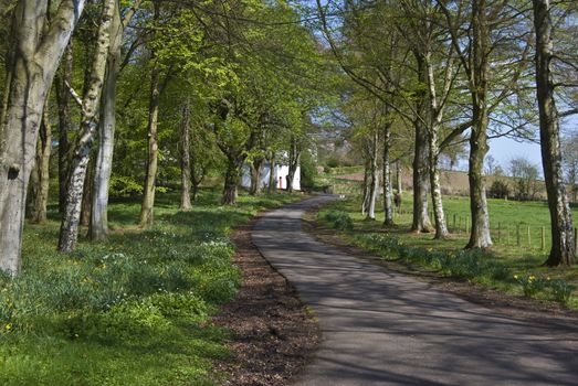 Winding parkway surrounded by trees in spring