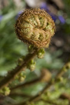 closeup of a fern in a garden