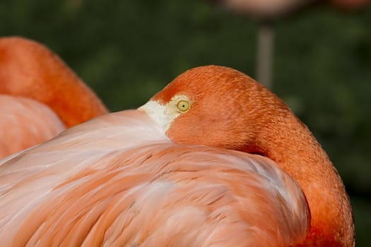 Flamingo portrait from ZOO