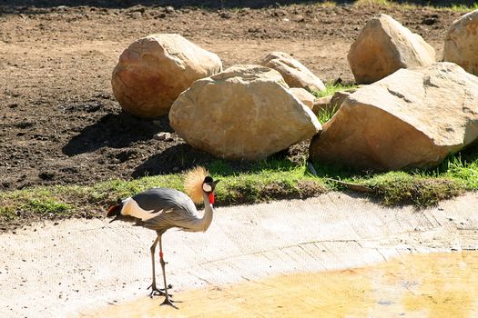 The Grey Crowned Crane is a bird in the crane family Gruidae