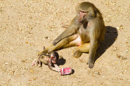 Baboon (Papio hamadryas ursinus)