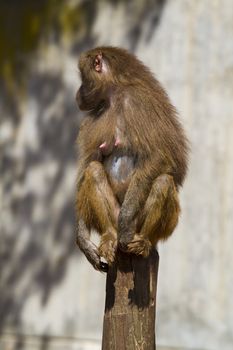 Baboon (Papio hamadryas ursinus)