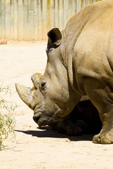 White rhino (Ceratotherium simum)