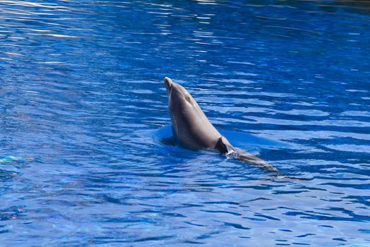 dolphin jump out of the water in sea