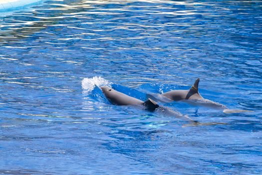 dolphin jump out of the water in sea