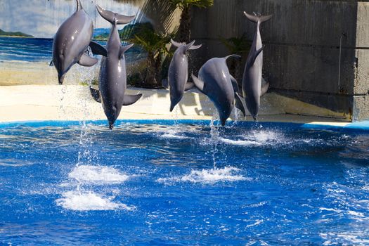 dolphin jump out of the water in sea