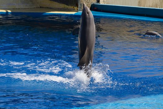 dolphin jump out of the water in sea