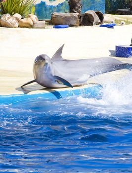 dolphin jump out of the water in sea