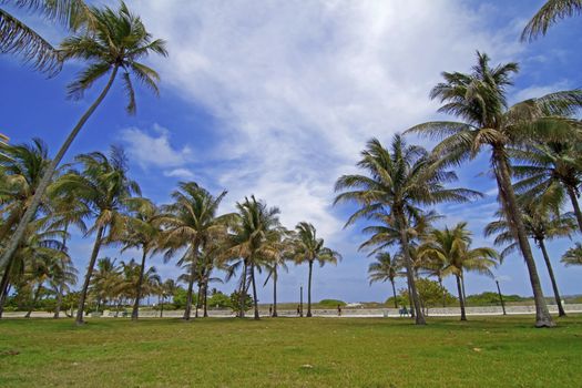 Palm trees at Miami south beach, Florida