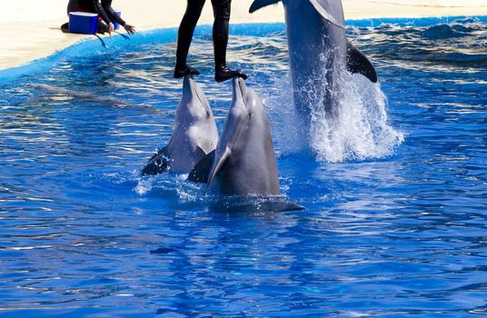 dolphin jump out of the water in sea