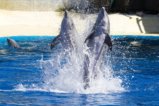 dolphin jump out of the water in sea