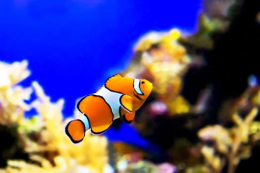 A small nemo fish swimming in the aquarium