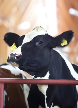 Black and white cow leaning over the metal fence