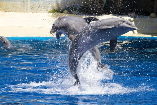 dolphin jump out of the water in sea