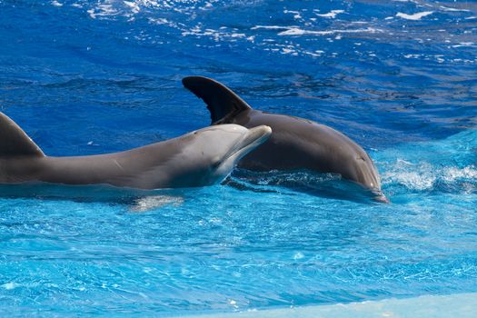 dolphin jump out of the water in sea