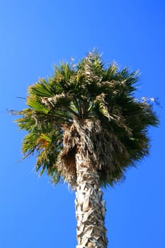 Tropical palm tree over clear blue sky.
