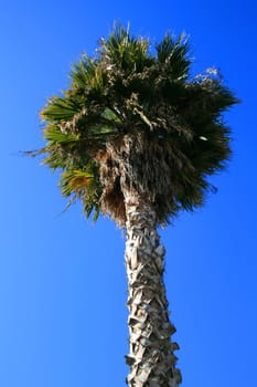 Tropical palm tree over clear blue sky.

