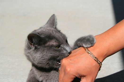 Gray domestic short hair cat biting a hand.
