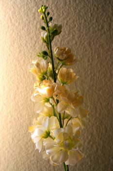 Close up of a single white orchid.
