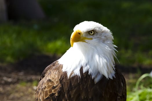 American Bald Eagle (Haliaeetus leucocephalus)