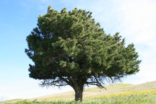 Single tree in a forest over blue sky.
