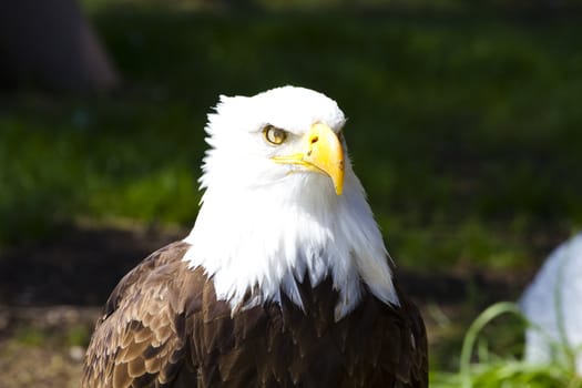 American Bald Eagle (Haliaeetus leucocephalus)