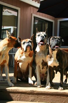 Close up of four cute boxer dogs.
