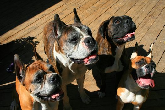 Close up of four boxer dogs looking up.
